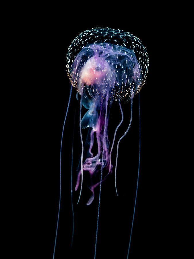 Jellyfish  Pelagia Noctiluca  With Fish Photograph by Thomas Kline