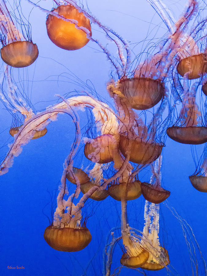 Jellyfish Photograph by Rebecca Samler