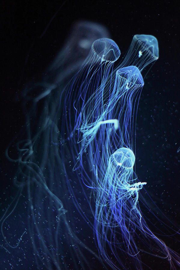 Jellyfish Photograph by Rihito Aizawa