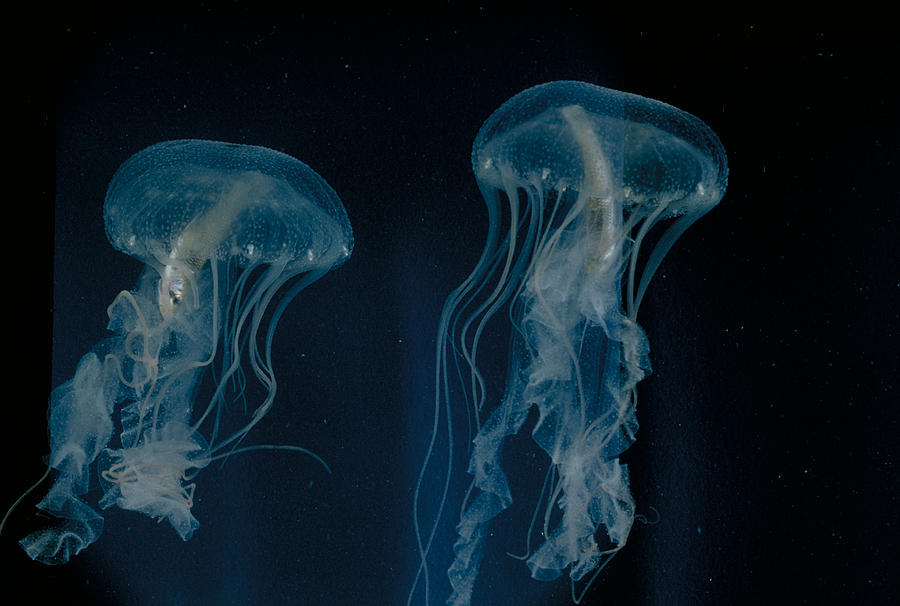 Jellyfish Photograph by Robert C. Hermes