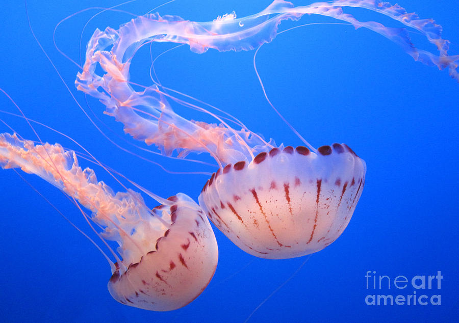 Jellyfish Romance Photograph