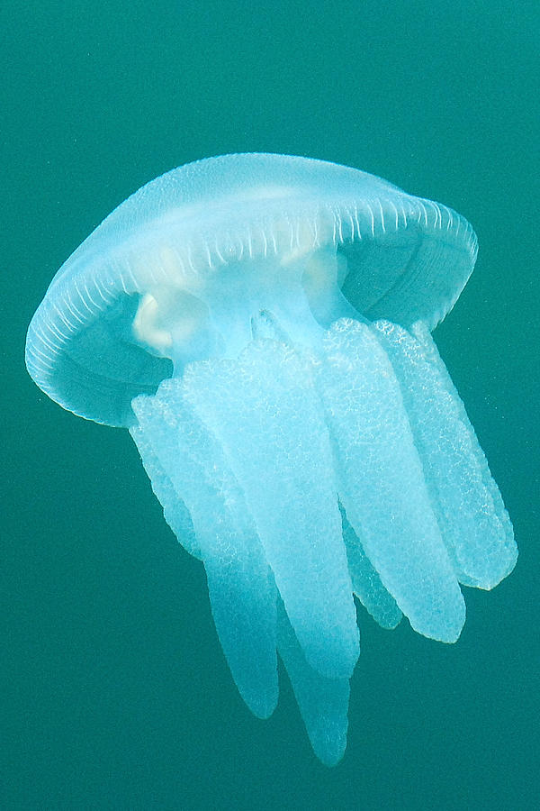 Nature Photograph - Jellyfish by Saltytag Saltytag