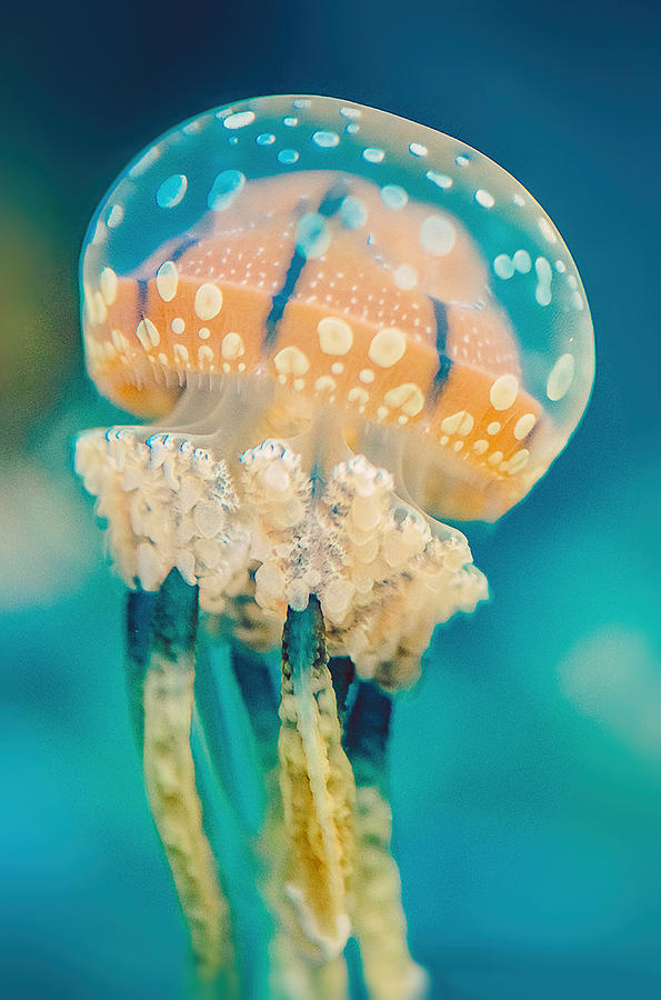 Jellyfish Spotted With Orange And Teal Blue In California Photograph by ...