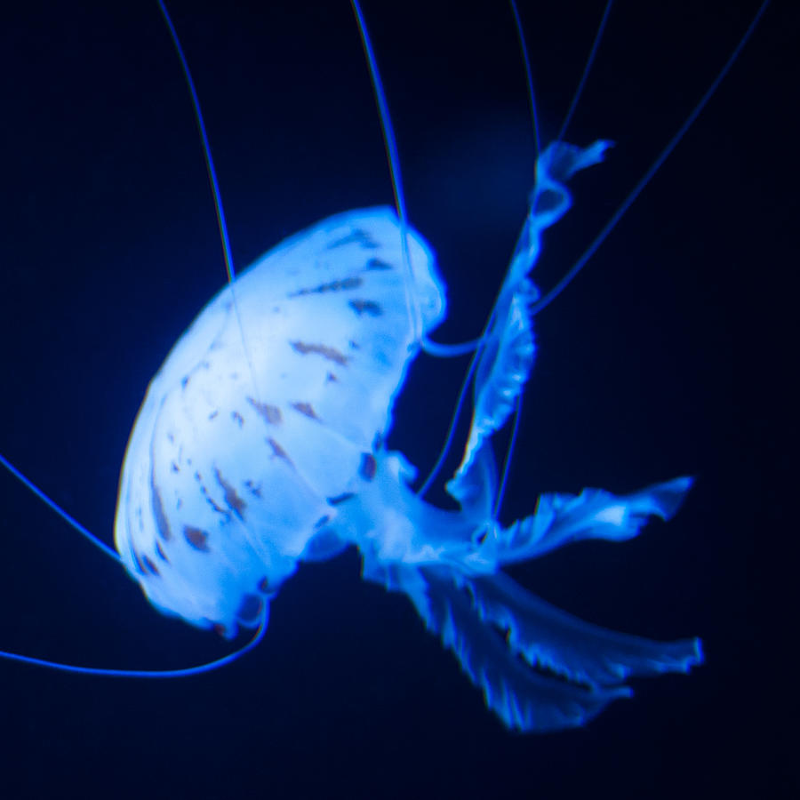 Jellyfish square diptych 13-0826 Set 2/2 Photograph by U Schade