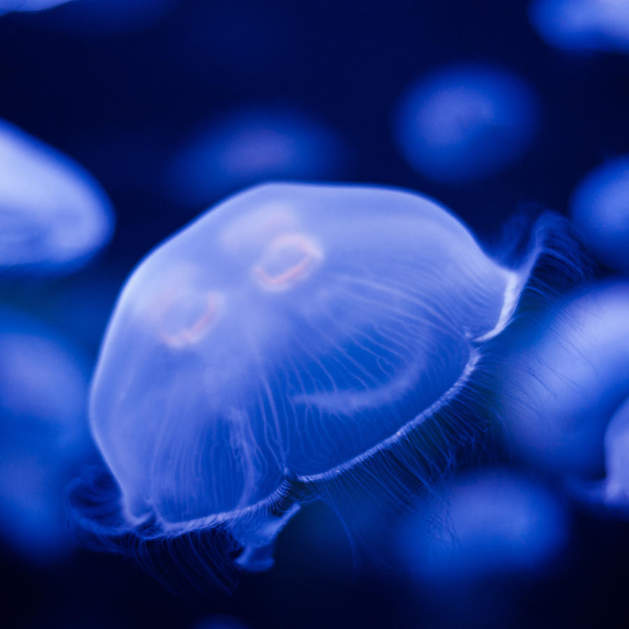 Jellyfish Square Photograph by U Schade