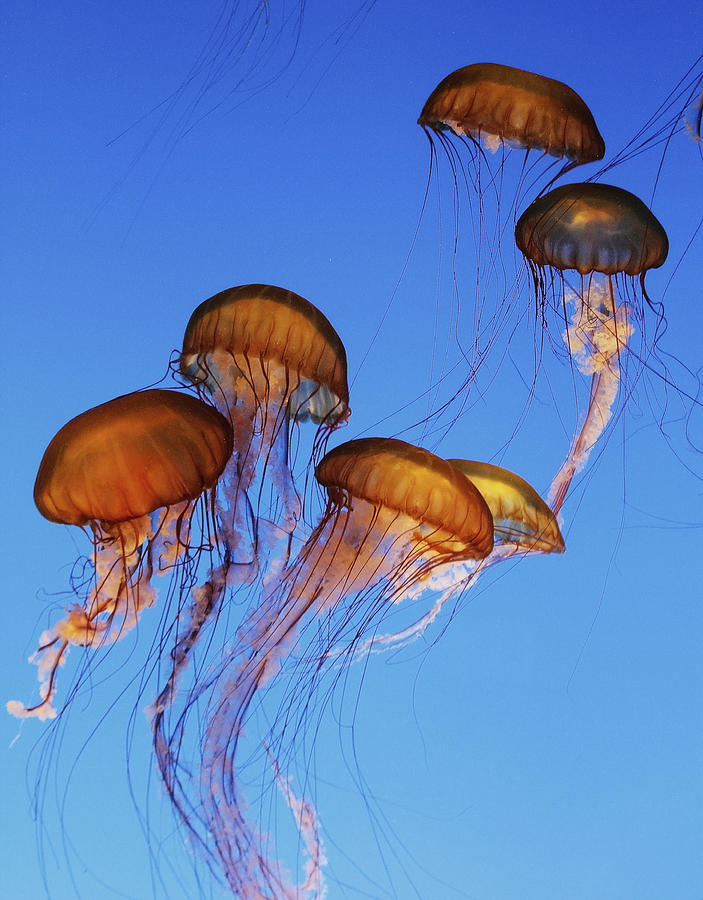 Jellyfish Swarm Photograph by Robert Woodward