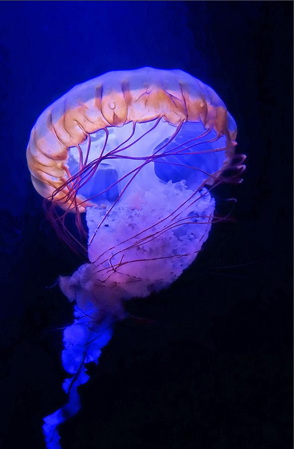 Jellyfish Swimming Photograph by Jane Girardot