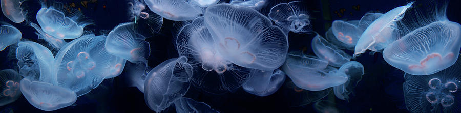 Jellyfish Swimming Underwater Photograph by Panoramic Images