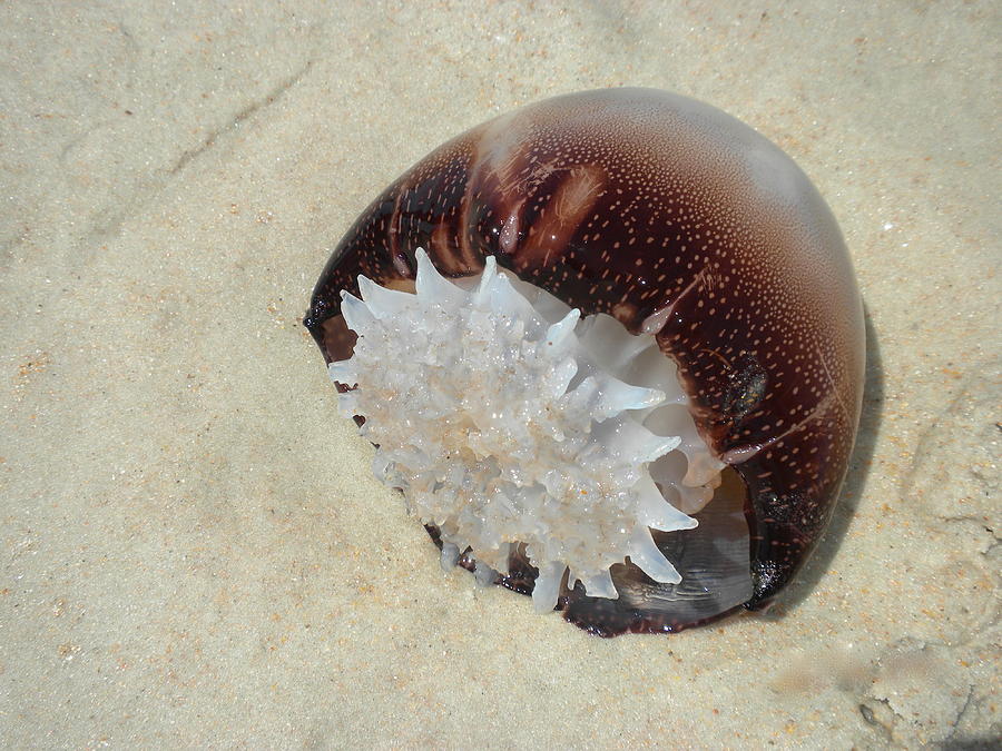 Jellyfish Photograph by Teresa Tilley