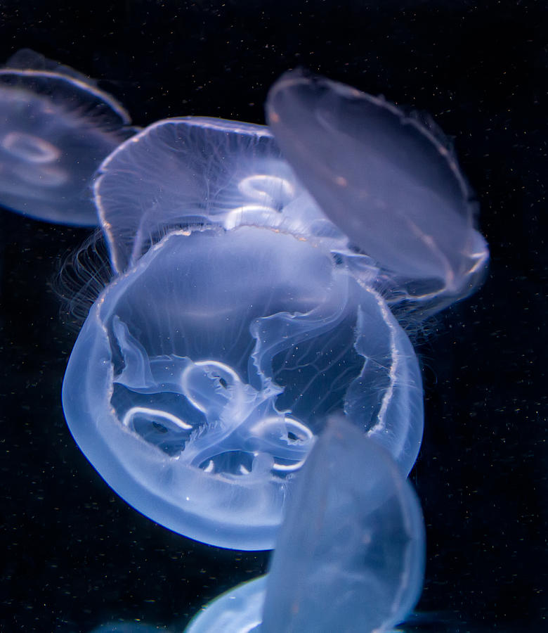 Jellyfish Photograph by Tim Stanley