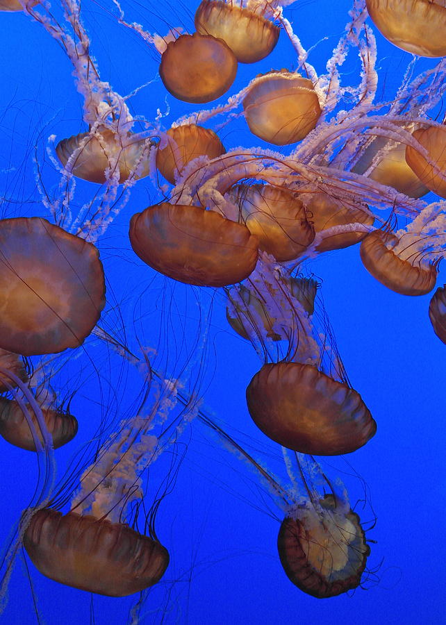 Jellyfish Traffic Photograph by Michele Myers