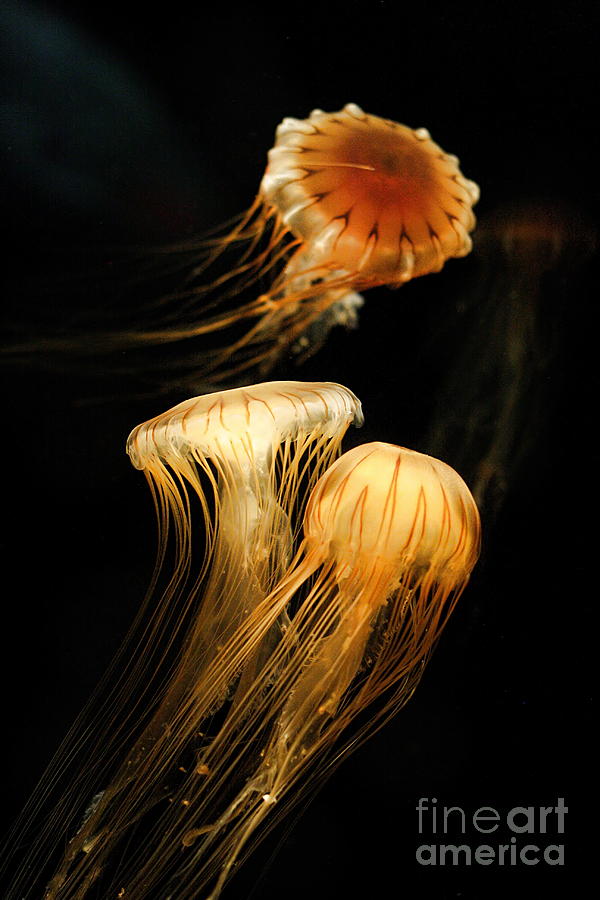 Jellyfish Trio Floating Against a Black Photograph by Angela Rath