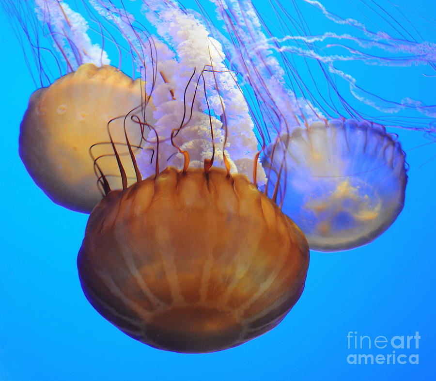 Jellyfish Trio Photograph by Vivian Christopher