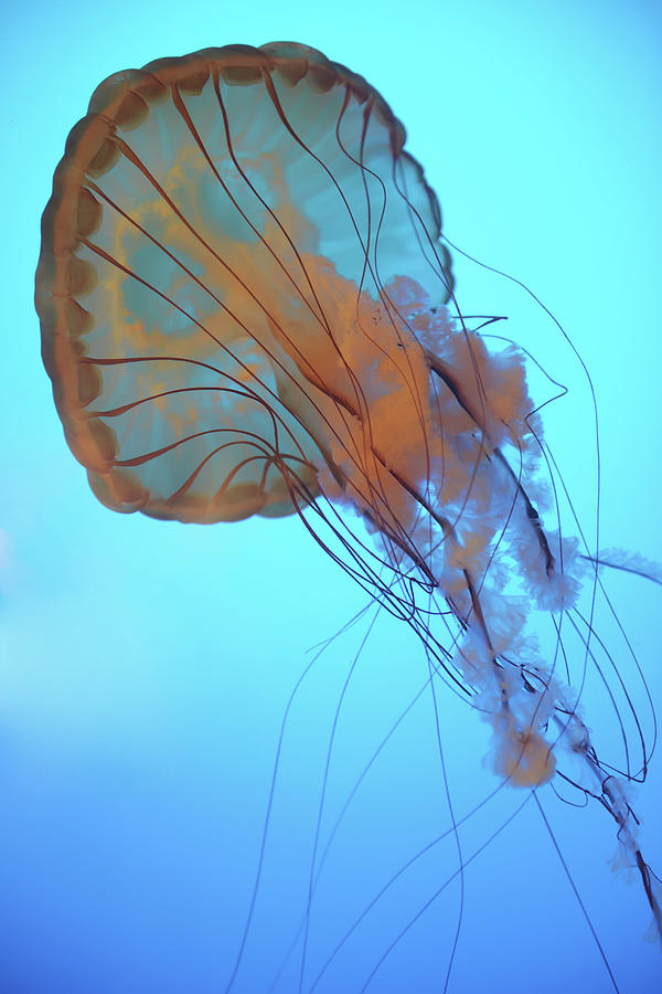 Jellyfish Underwater Photograph by Stuart Corlett / Design Pics