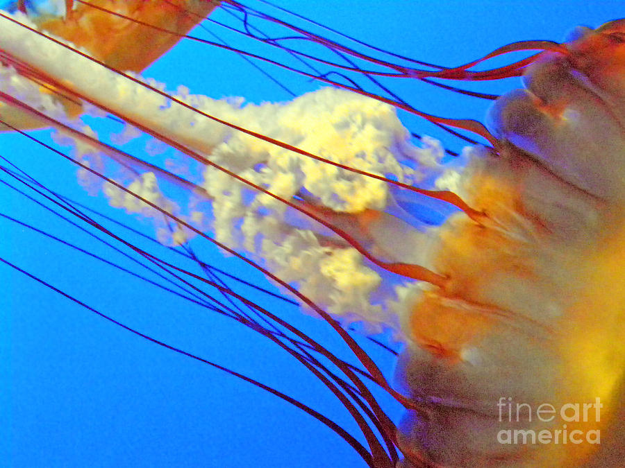 Jellyfish VI Photograph by Elizabeth Hoskinson