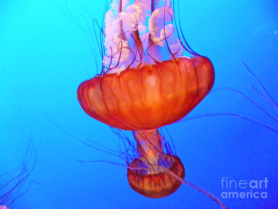 Jellyfish VIII Photograph by Elizabeth Hoskinson
