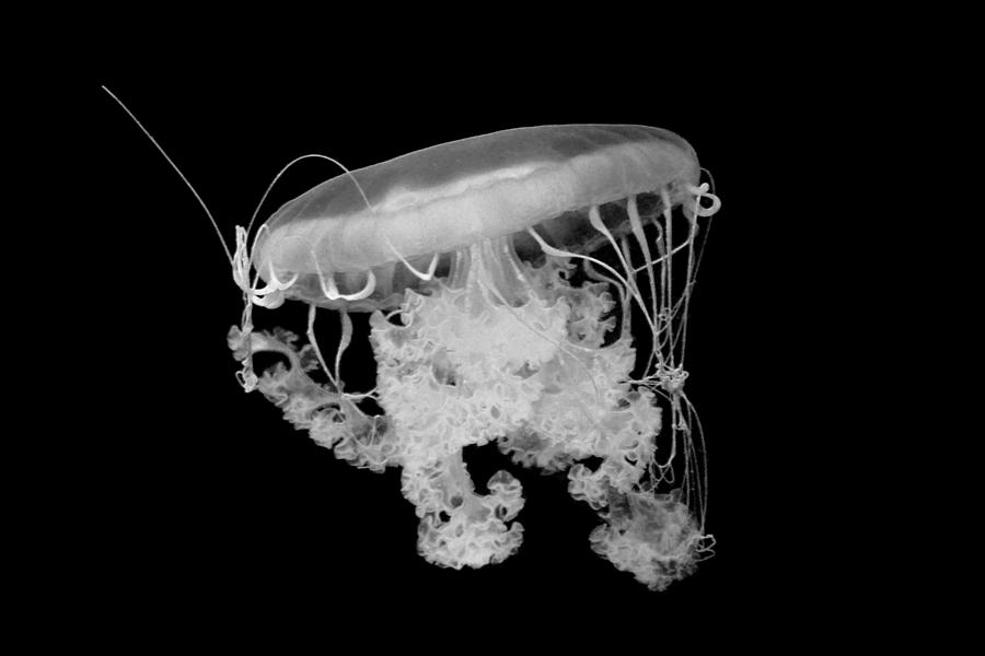 Baltimore Photograph - Jellyfish Waving B by Ryan A Lubit