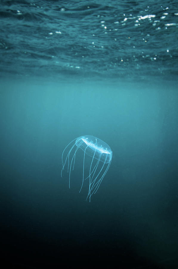 Jellyfish Photograph by William Rhamey - Azur Diving