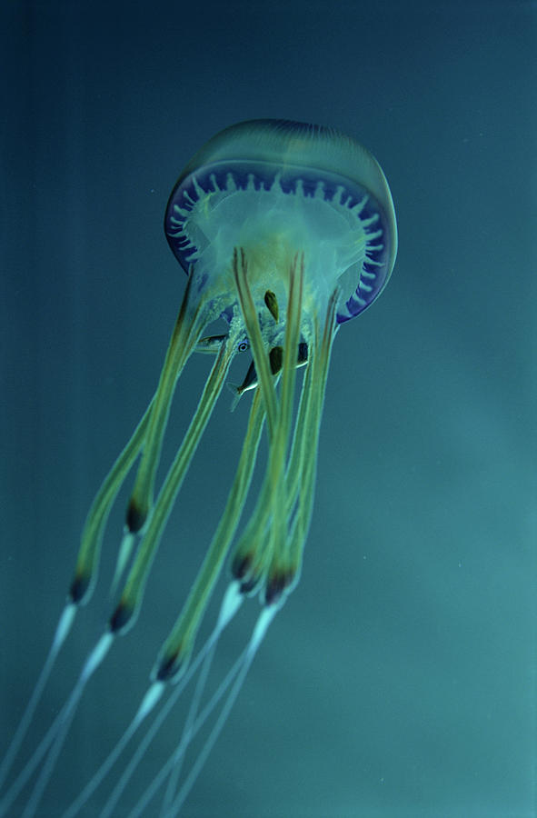 Jellyfish With Fish Photograph by Lionel, Tim & Alistair/science Photo ...