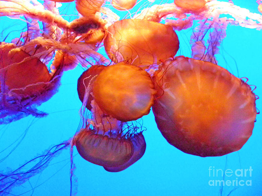 Jellyfish XII Photograph by Elizabeth Hoskinson