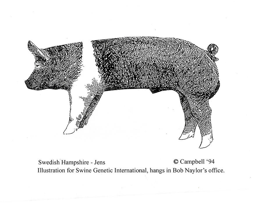 Swedish Hampshire #1 Drawing by Larry Campbell