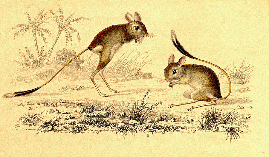 Jerboas Photograph by Collection Abecasis