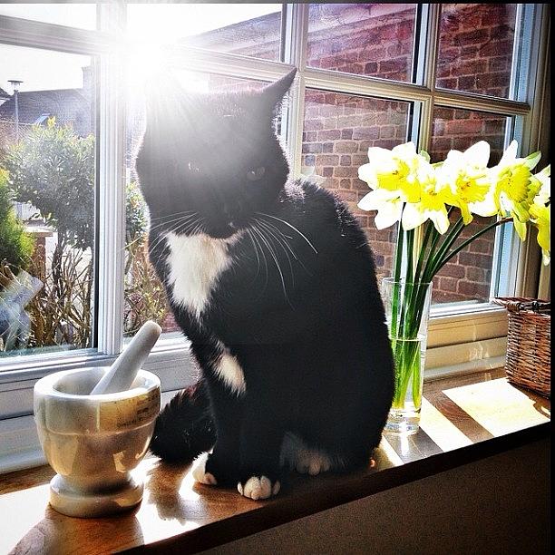 Spring Photograph - Jerrycat And The Sunny Day #jerry by Mark  Thornton