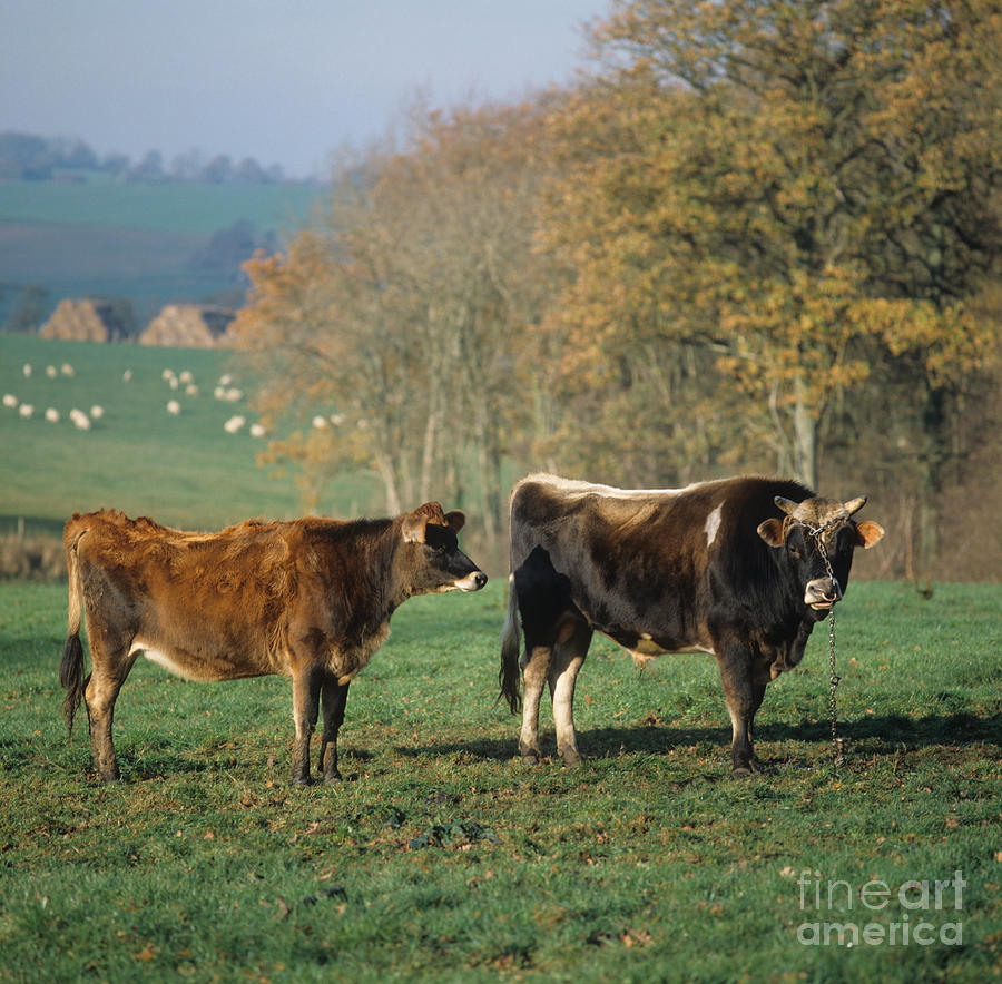 Bull Photograph - Jersey Bull And Heifer by Nigel Cattlin
