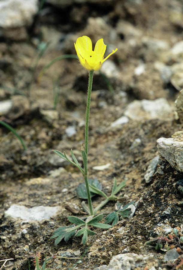 Buttercup Ranunculus