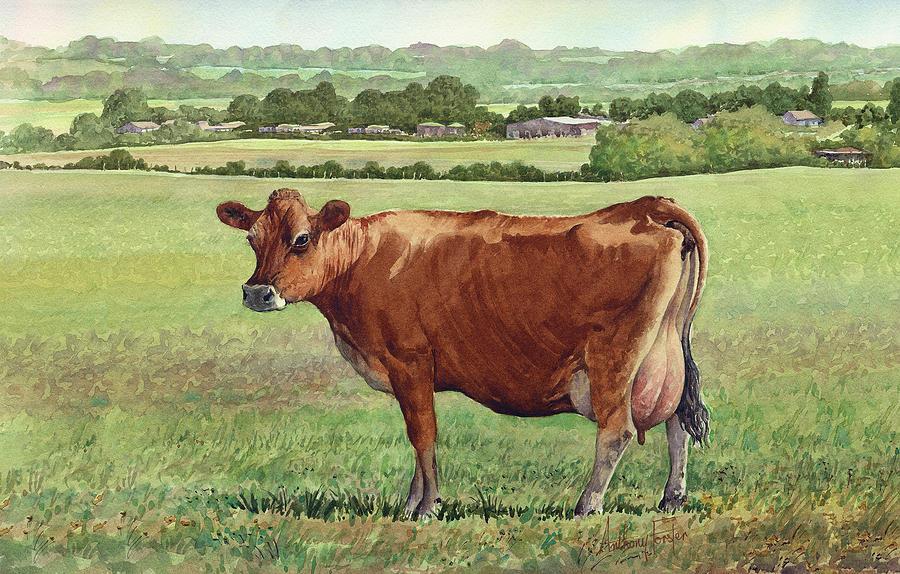 Watercolor Painting - Jersey Cow by Anthony Forster Watercolor Painting - Jersey Cow by Anthony Forster