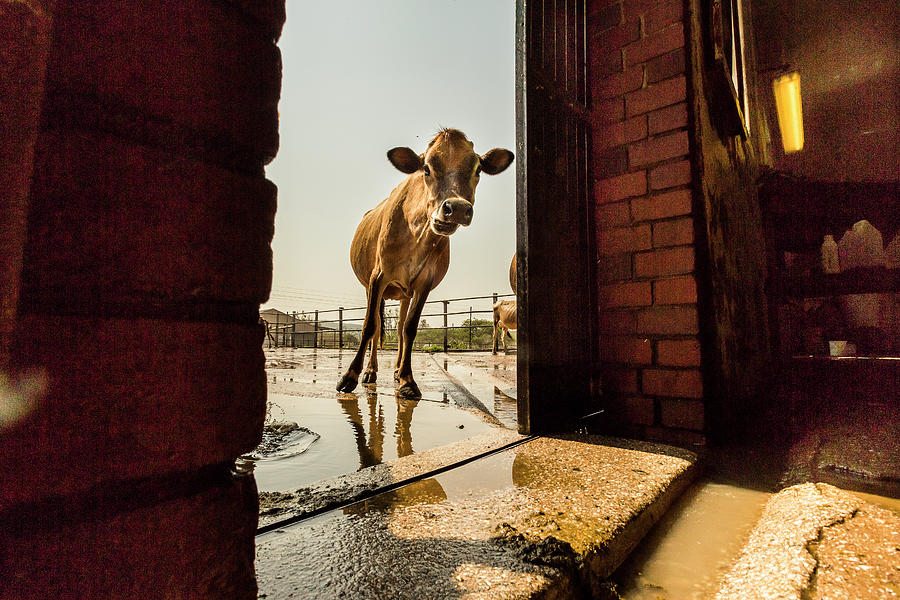 Jersey Cow At A Dairy Farm Photograph by Matt Mawson