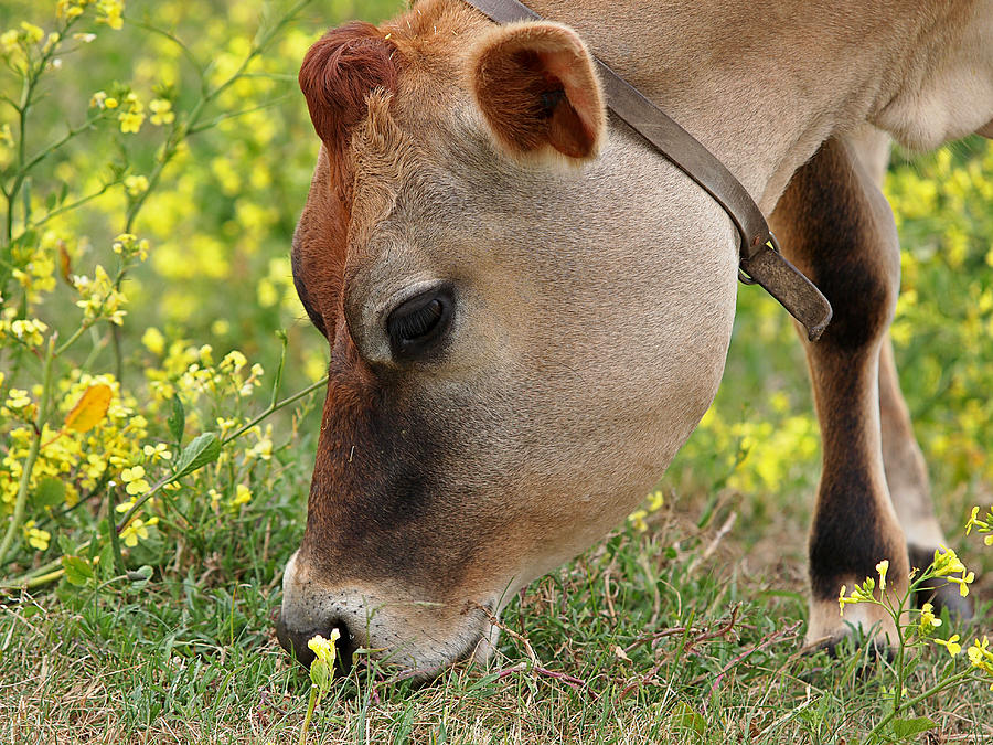 Animal Photograph - Jersey Cow Cute Close Up - Horizontal by Gill Billington