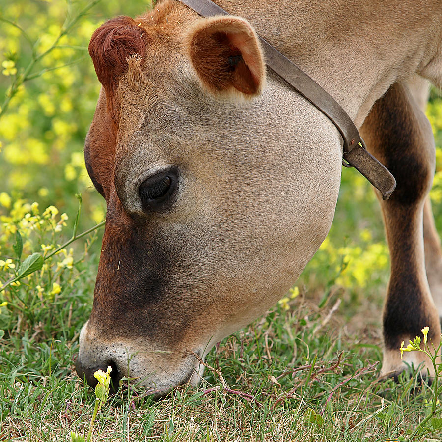 Jersey Cow  Cute Close Up - Square Photograph by Gill Billington