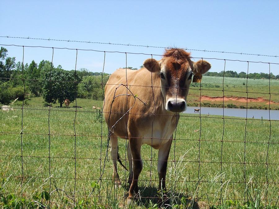 Cow Photograph - Jersey Cow in Georgia by Lisa Wormell