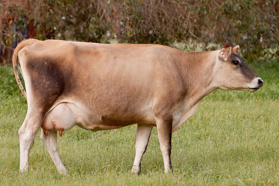 Cow Photograph - Jersey Cow in pasture by Michelle Wrighton