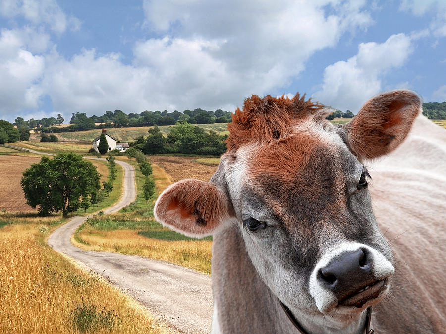 Jersey Cow - Welcome To The Funny Farm Photograph by Gill Billington