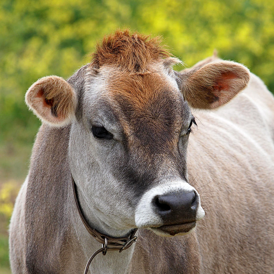 Jersey Cow With Attitude - Square Photograph by Gill Billington