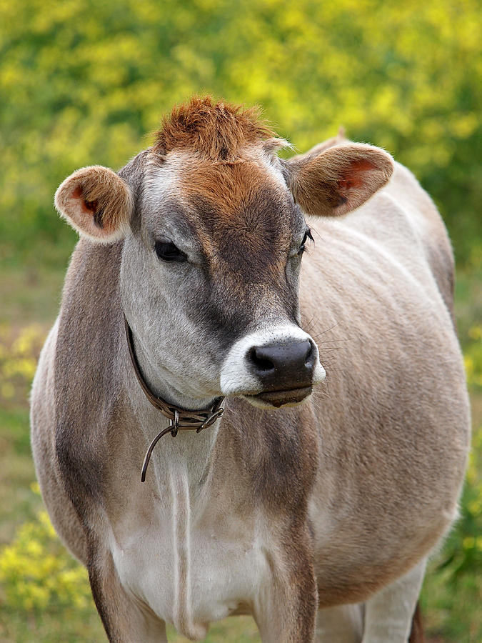 Jersey Cow With Attitude - Vertical Photograph by Gill Billington