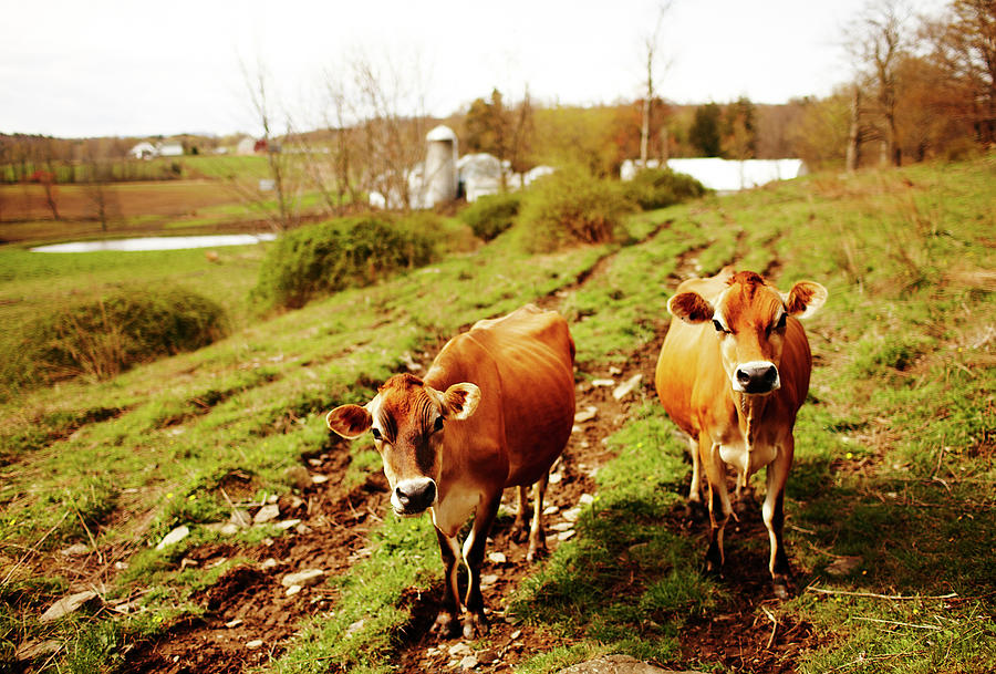 Jersey Cows In Field Of Dairy Farm Photograph by Andy Ryan