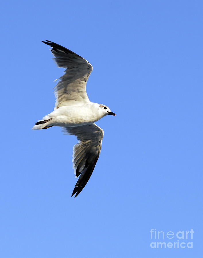 Jersey seagull Photograph by Sami Martin