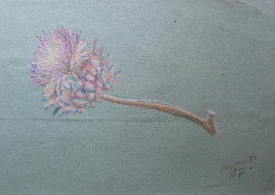 Jerusalem Thorn Drawing by Esther Newman-Cohen
