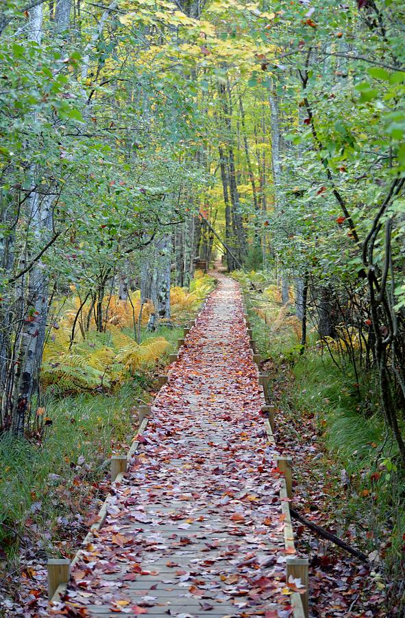 Jessup Path Acadia National Park Photograph by Lena Hatch