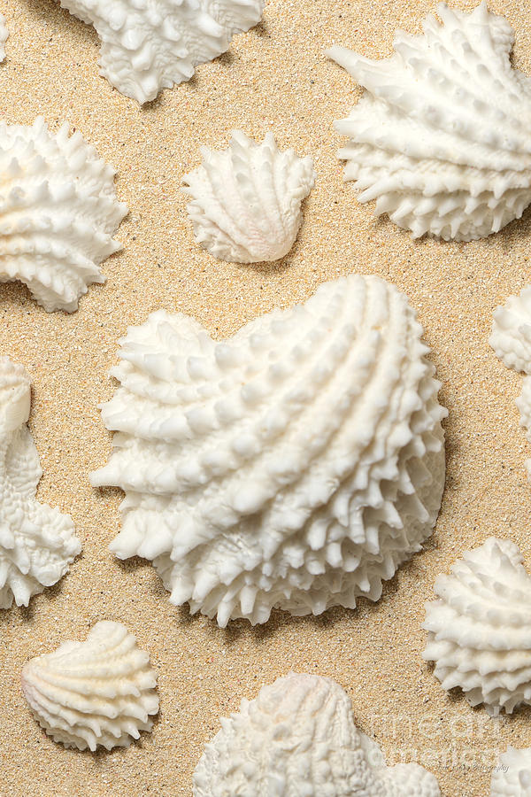 Beach Photograph - Jewel Box seashells on Lanikai Beach by Aloha Art