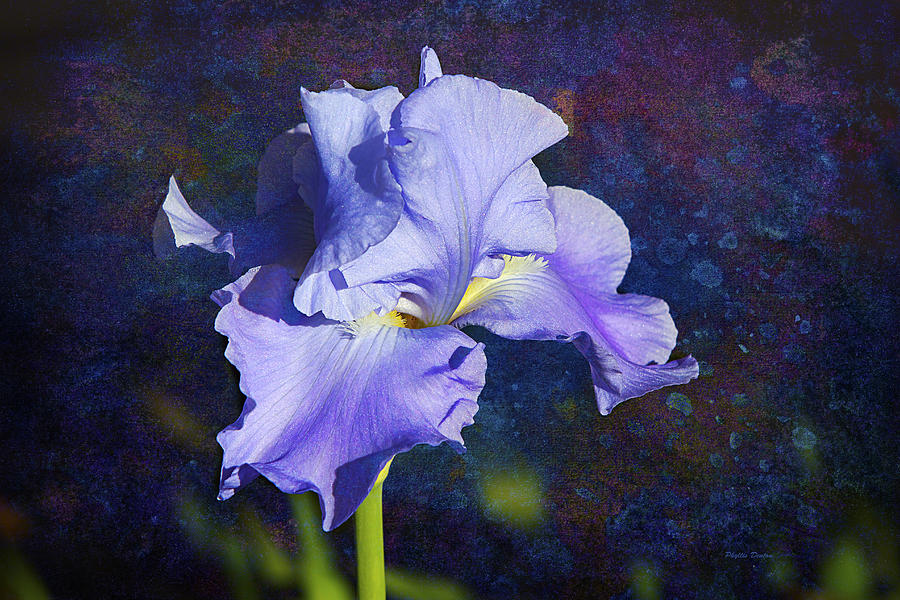 Jewel Colors Iris Photograph by Phyllis Denton