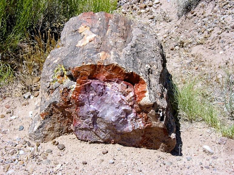 Jewel in Petrified Forest Photograph by Phyllis Kaltenbach