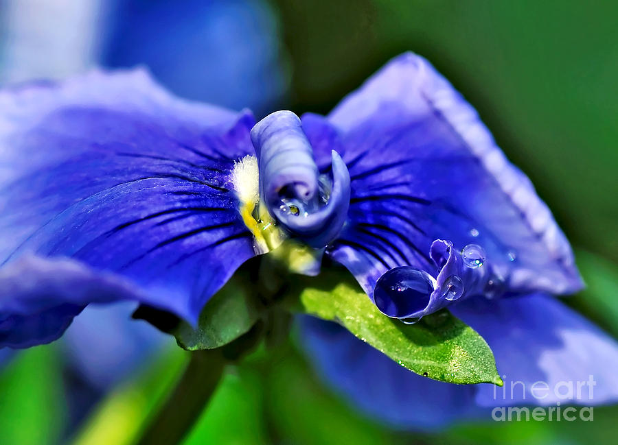 Nature Photograph - Jewel on a Pansy by Kaye Menner