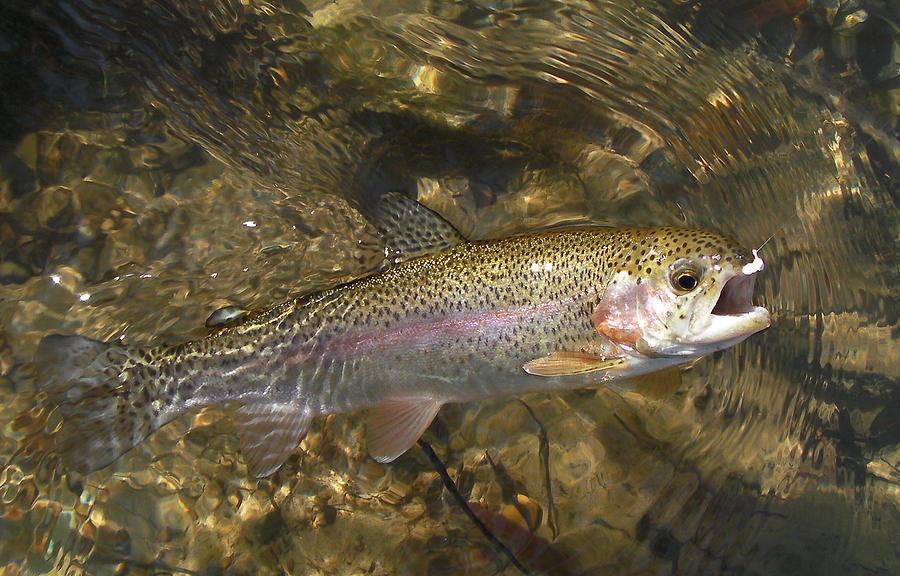 Trout Photograph - Jewel by Phil And Karen Rispin