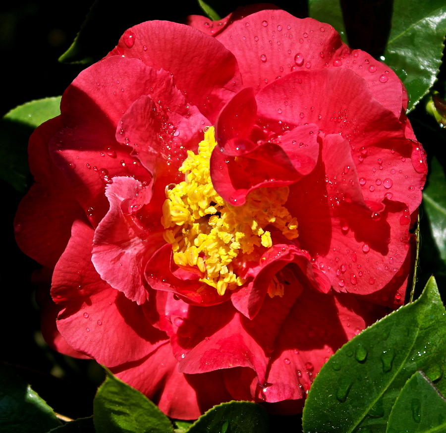 Jeweled Camellia Photograph by Michele Myers