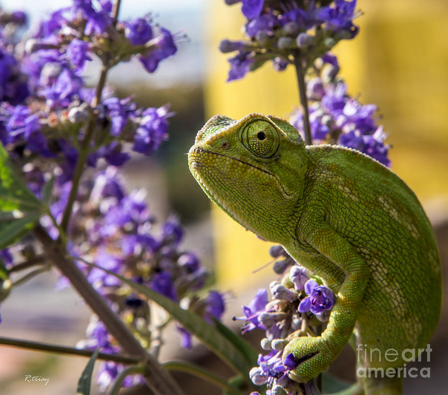 Jeweled Chameleon Here Looking at you Kid Photograph by Rene Triay FineArt Photos