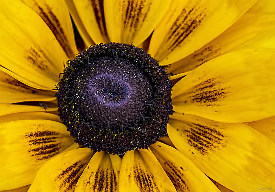 Jeweled Yellow Sunflower  Photograph by Renee Anderson